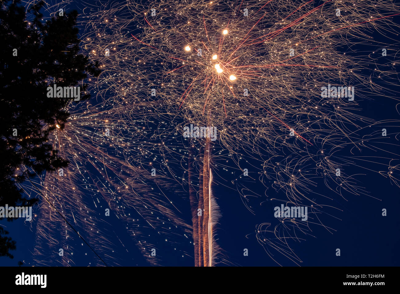 Feuerwerk über eine Silhouette von Zweigen Stockfoto