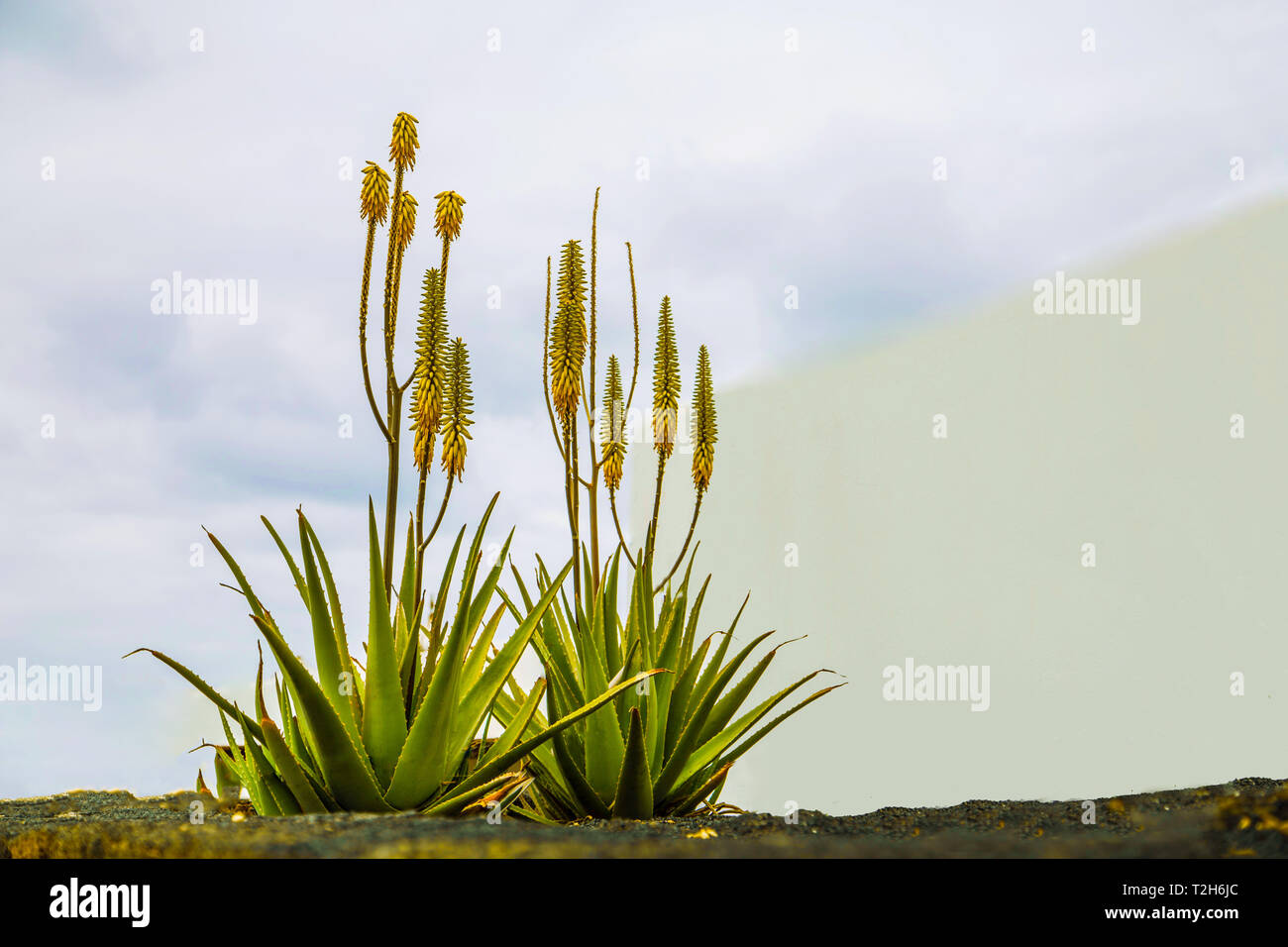 Aloe vera blühen auf der Erde auf dem Hintergrund der blauen Himmel, Blüte gegen den blauen Himmel auf Lanzarote, Spanien Stockfoto