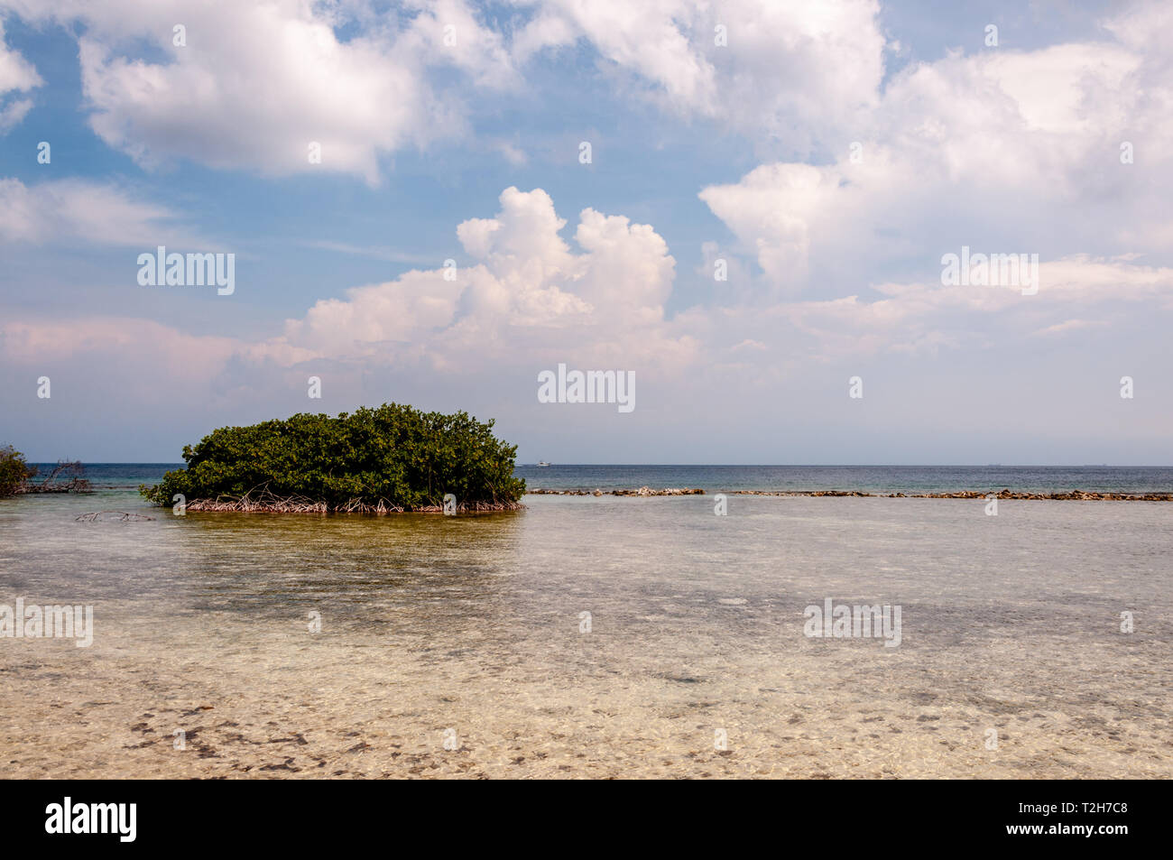 Mangrove Island Aruba Stockfoto