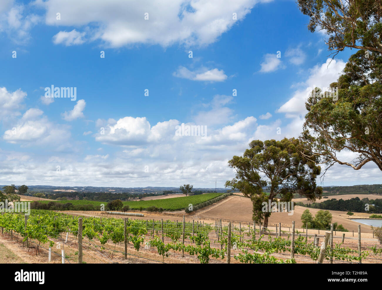 Reihen der Weinreben an der Lane Weinberg, Adelaide, Adelaide Hills, South Australia, Australien Stockfoto