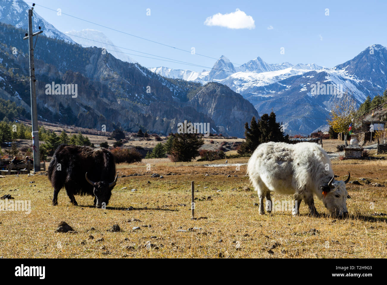 Annapurna Gebiet, Nepal - Oktober 28, 2014: Weidenden Yaks auf der Annapurna Umrundung in Nepal Stockfoto Annapurna Gebiet, Nepal - Oktober 28, 2014: Weidenden Yaks auf der Annapurna Umrundung in Nepal Stockfoto