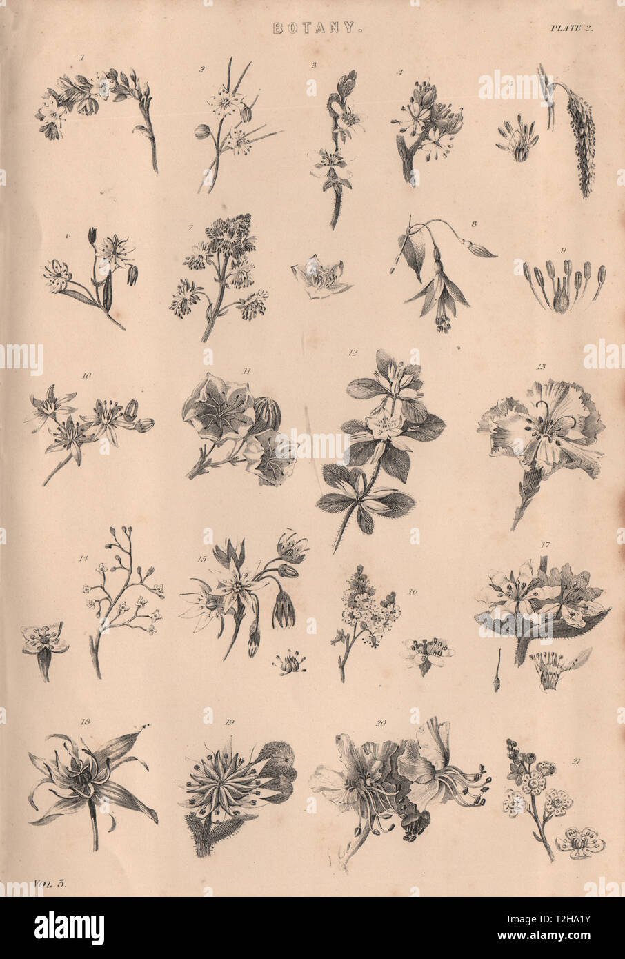 Botanik. Arten von Blume II 1880 alte antike vintage Bild drucken Stockfoto
