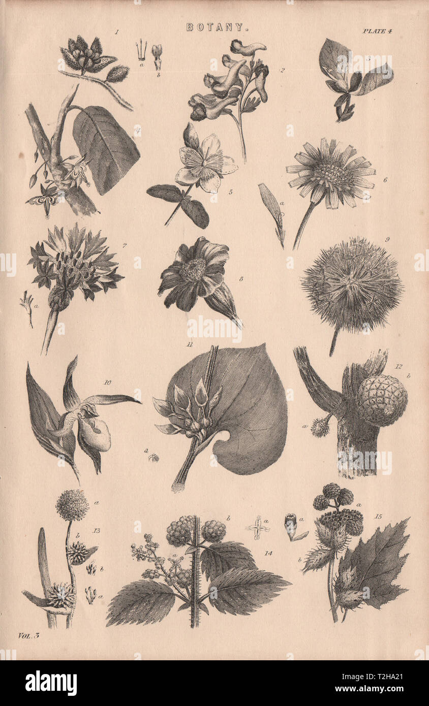 Botanik. Arten von Blume IV 1880 alte antike vintage Bild drucken Stockfoto