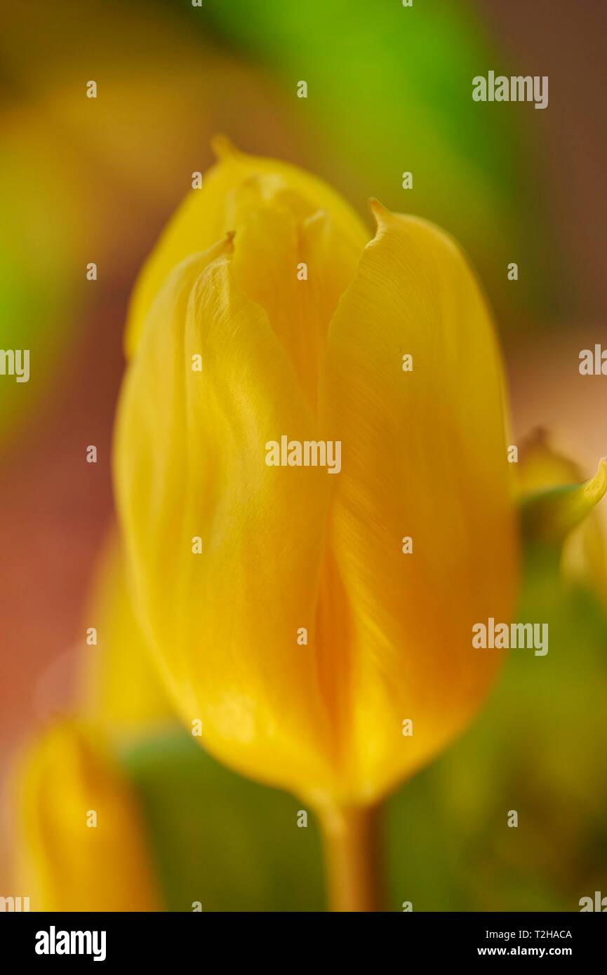 Tulpe (Tulipa), gelbe Blume, Deutschland Stockfoto