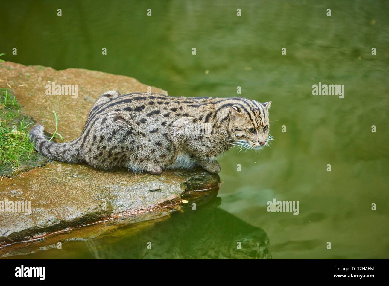 Angeln cat (Prionailurus viverrinus) am Wasser, Captive, Deutschland Stockfoto