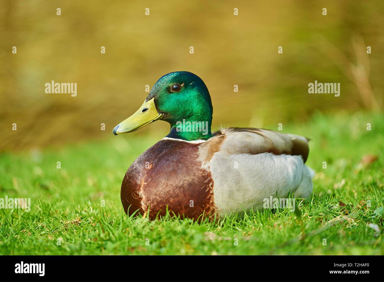 Stockente (Anas platyrhynchos), männlich, im Gras liegend, Bayern, Deutschland Stockfoto