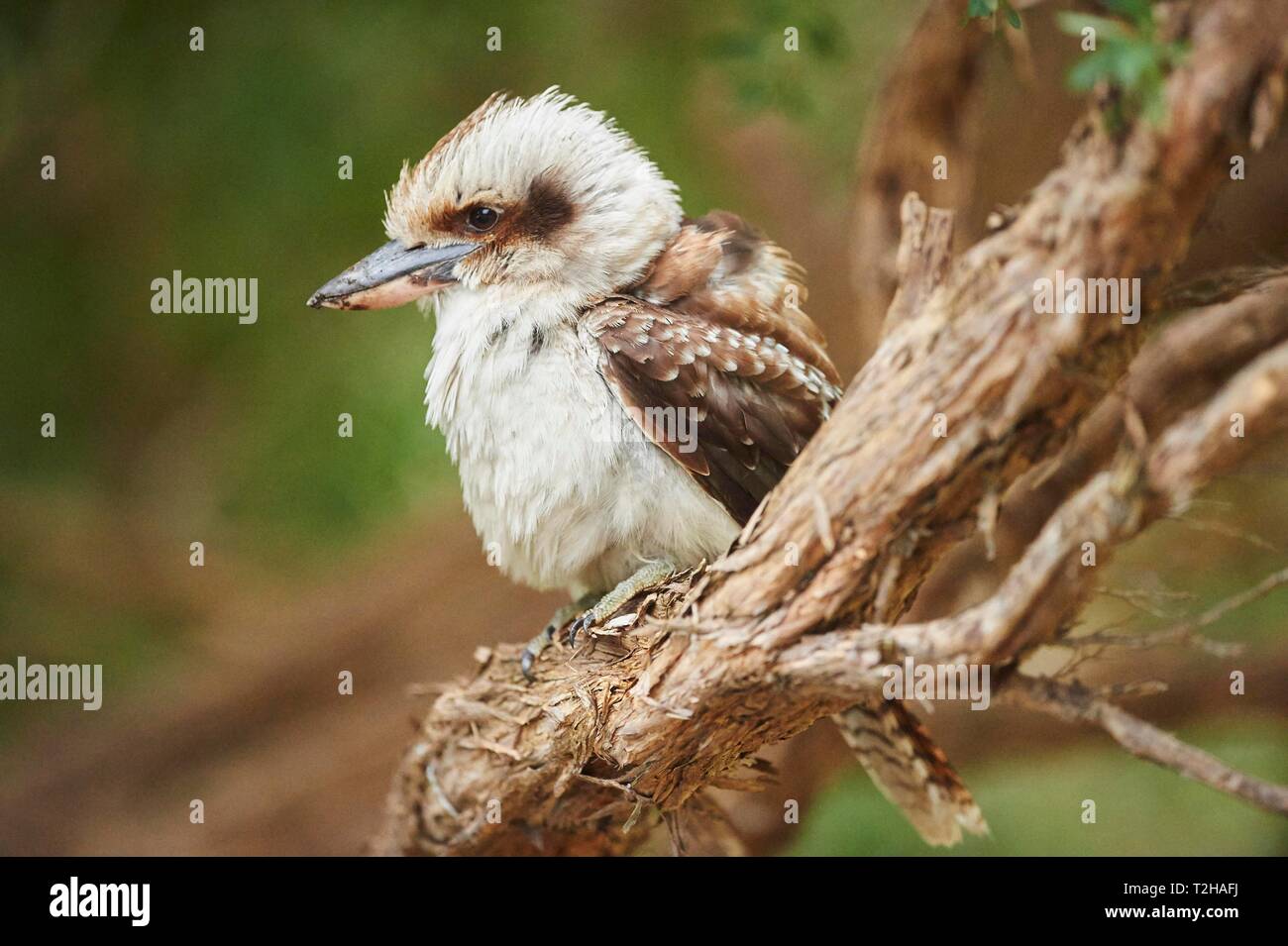 Laughing Kookaburra (Dacelo novaeguineae) sitzt auf einem Ast, Wilsons Promontory National Park, Victoria, Australien Stockfoto