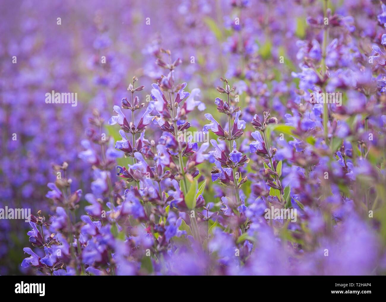 Feld mit blühenden Salbei (Salvia officinalis), Anbau, Freital, Sachsen, Deutschland Stockfoto