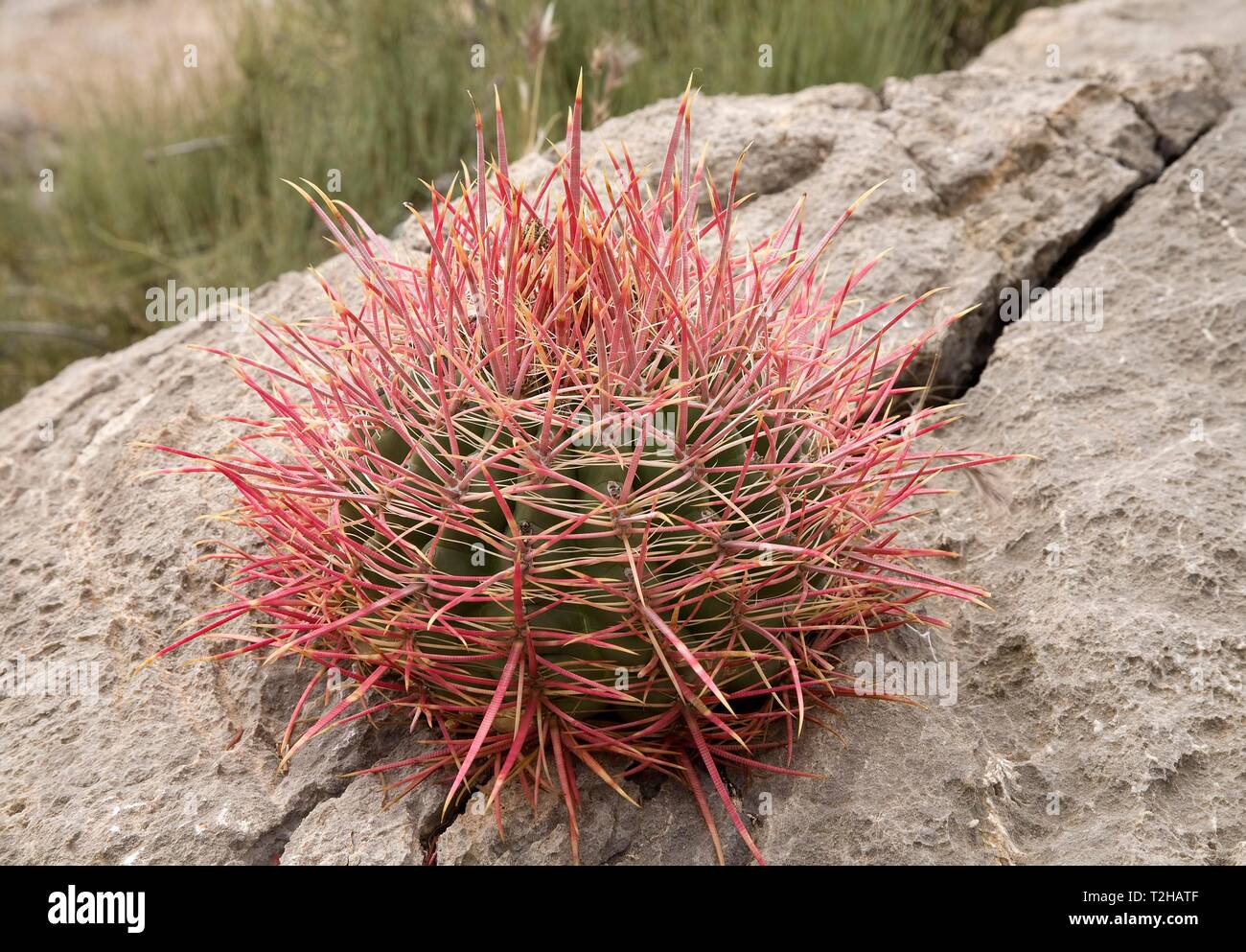 Junge pflanze Barrel Kaktus (Ferocactus acanthodes) auf einem Felsen, Tal des Feuers, Nevada, USA Stockfoto