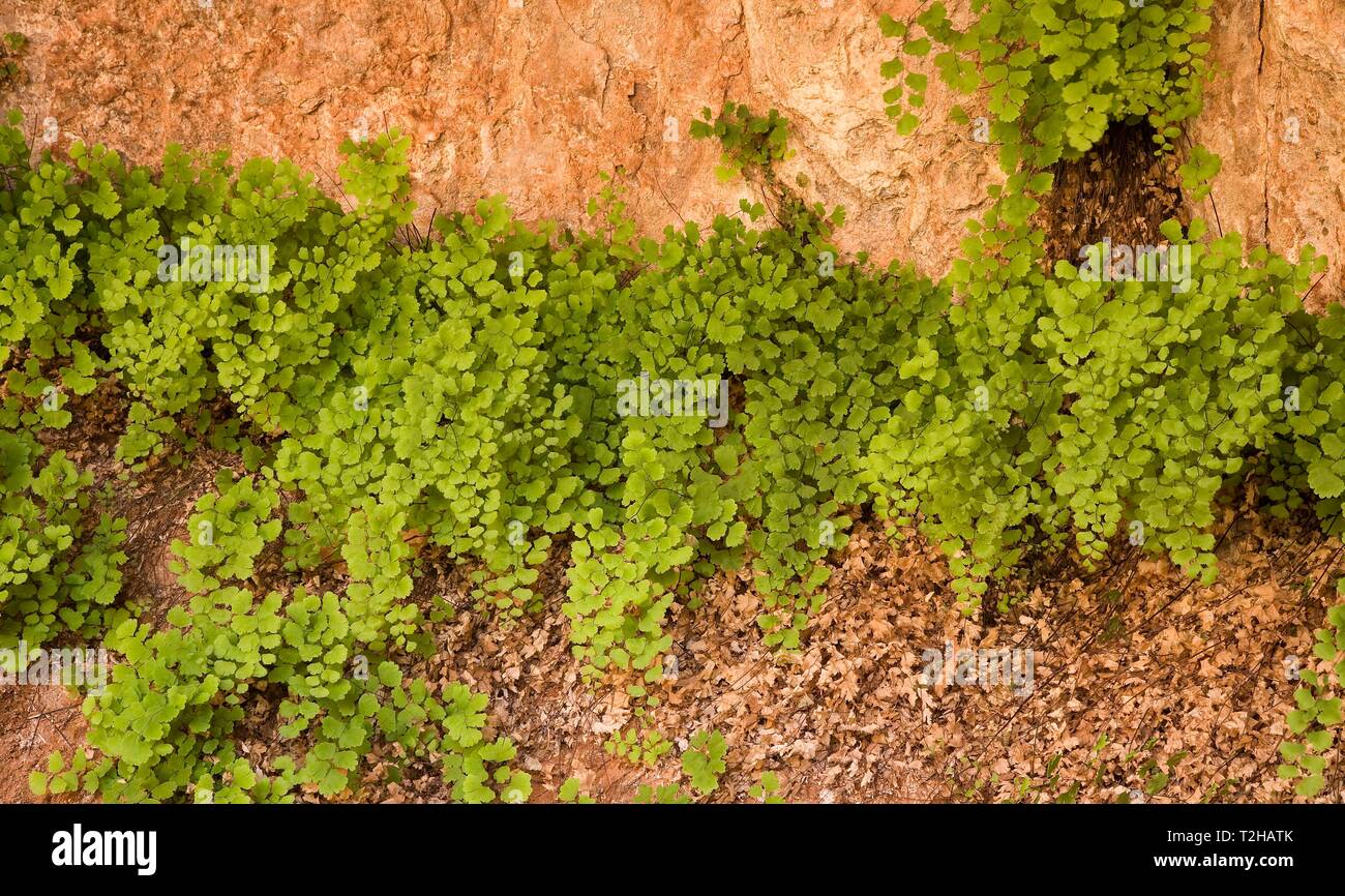 Maidenhair fern (Adianthum capillus-VENERIS), Zion National Park, Utah, USA Stockfoto