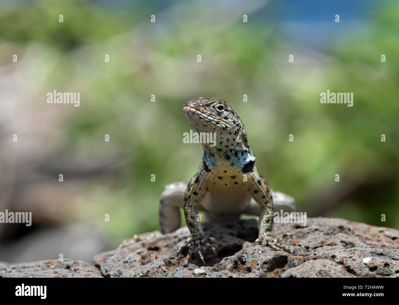 Floreana lava Lizard (Microlophus grayii), männlich auf Lava Rock, Insel Floreana, Galapagos, Ecuador Stockfoto