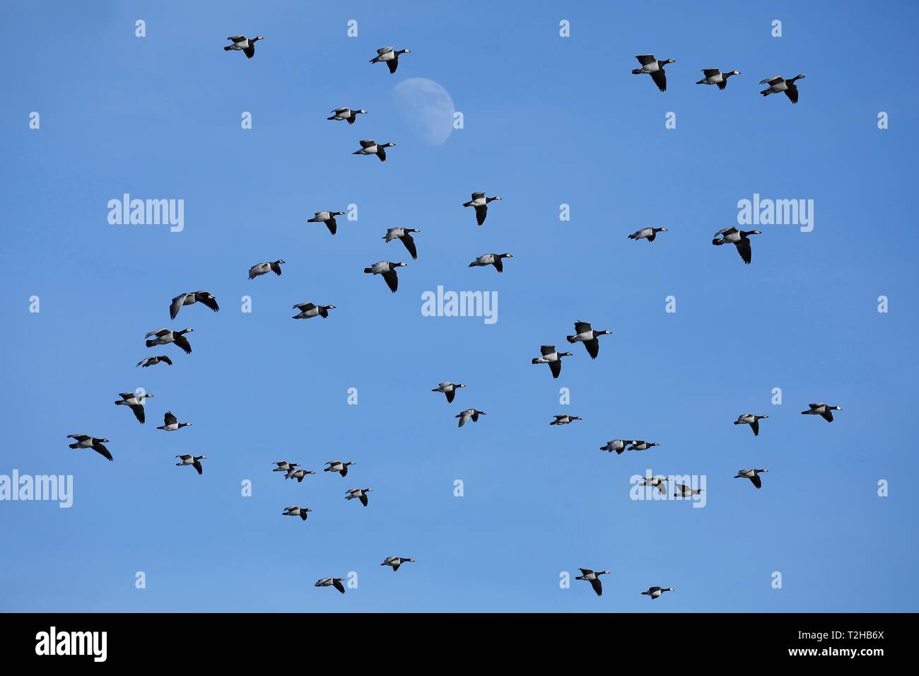 Nonnengänse (Branta leucopsis), Schwarm Vögel fliegen vor einem blauen Himmel, Nordsee, Nordfriesland, Schleswig-Holstein, Deutschland Stockfoto