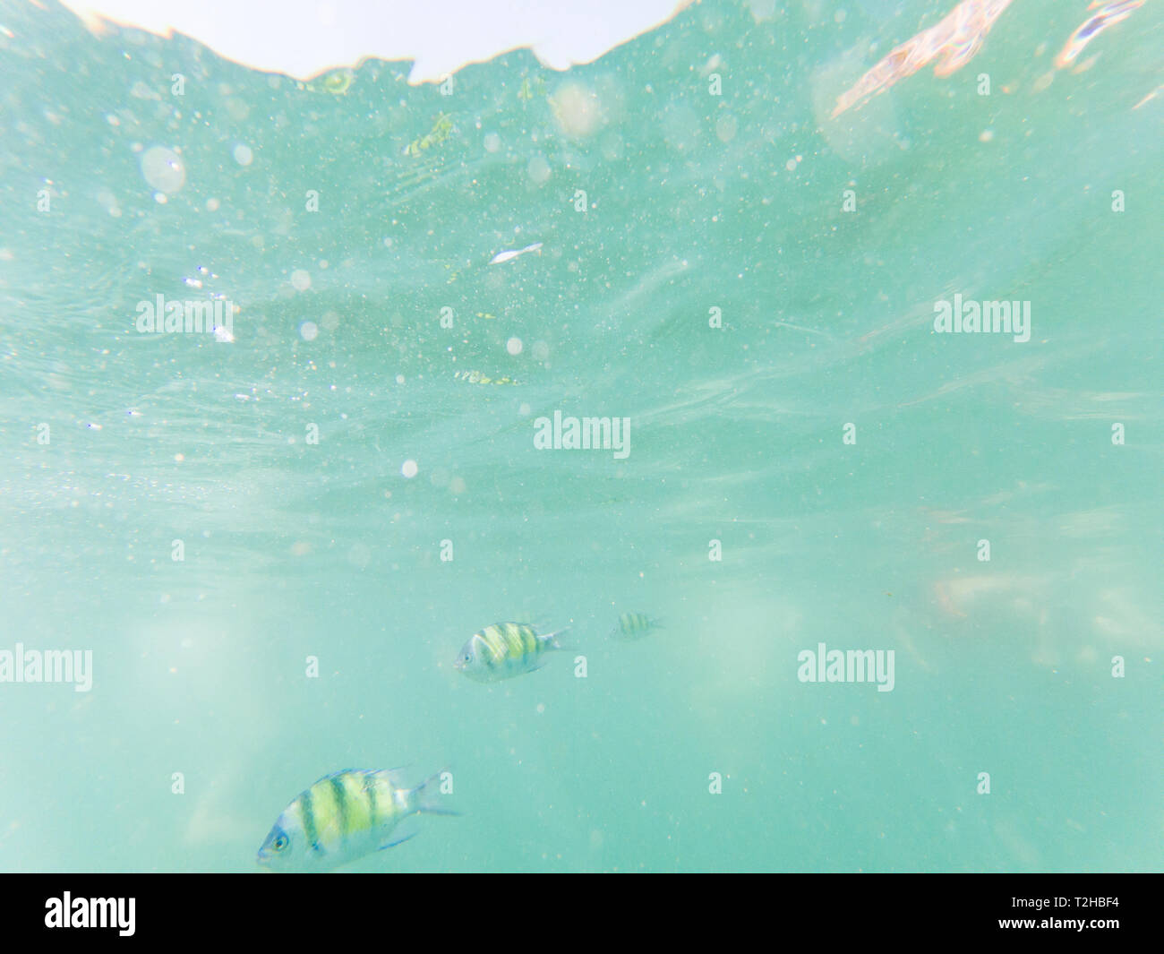 Unterwasserwelt der Korallenriffe Stockfoto