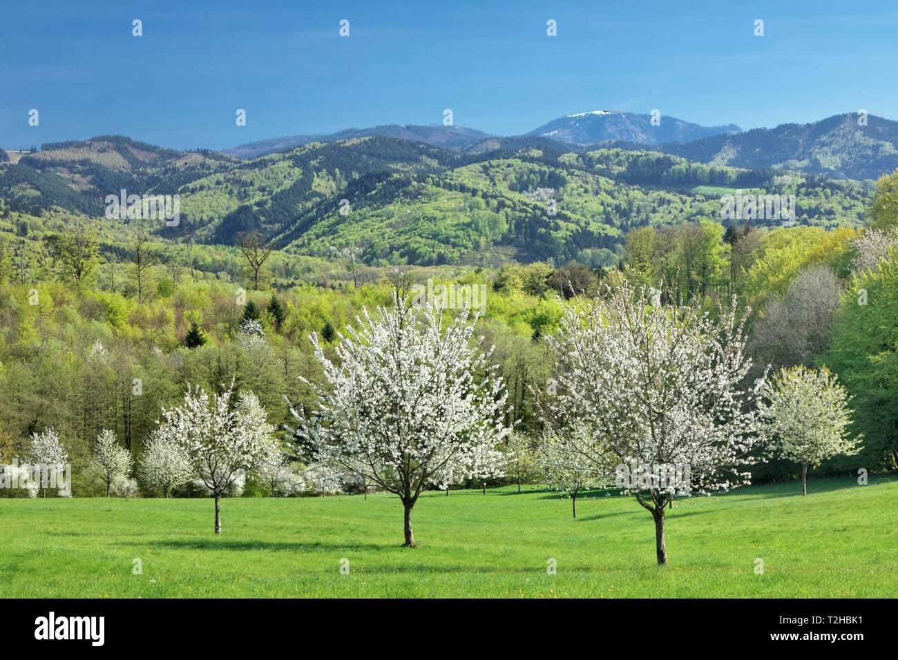 Kirschblüte in der Nähe von Ebringen mit Blick auf die Berge Blauen, Markgrafler Land, Schwarzwald, Baden-Württemberg, Deutschland Stockfoto