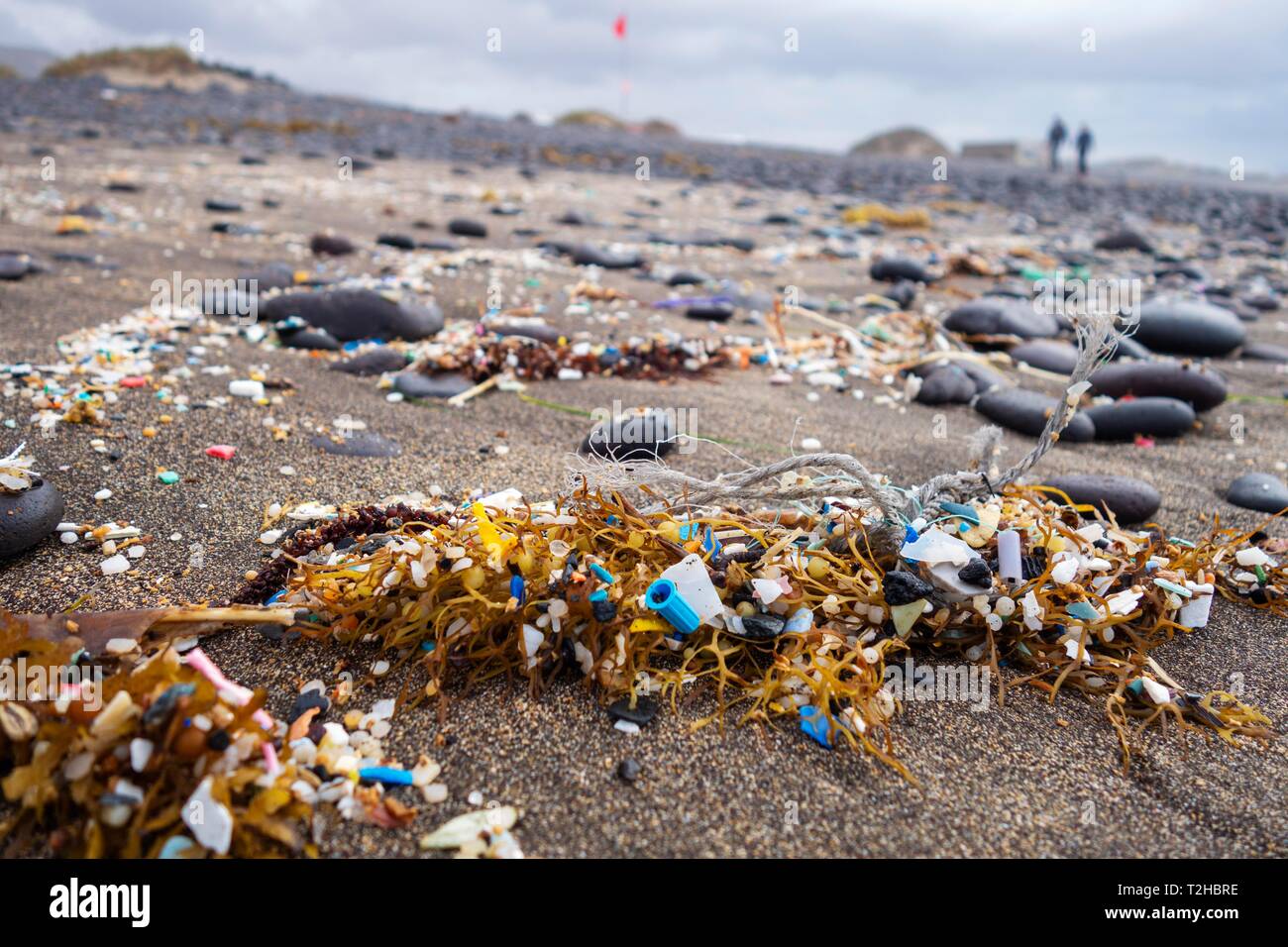 Microplastics zwischen Algen am Strand, gewaschen bis auf dunklem Lavasand, Playa Famara, Lanzarote, Kanarische Inseln, Spanien Stockfoto