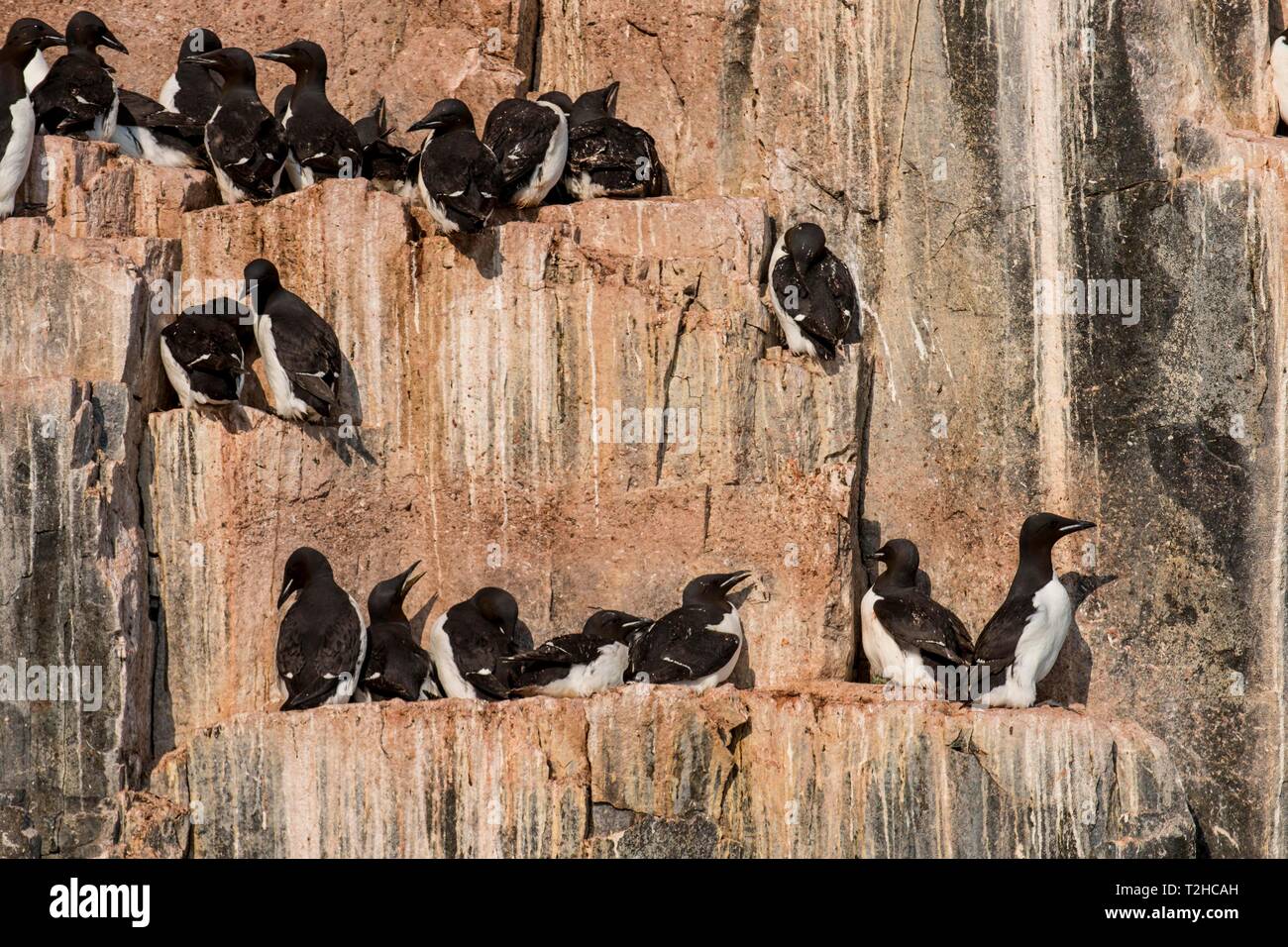 Thick-billed Murres (Uria lomvia), Kolonie auf den Klippen von Alkefjellet, Svalbard, Norwegen Stockfoto