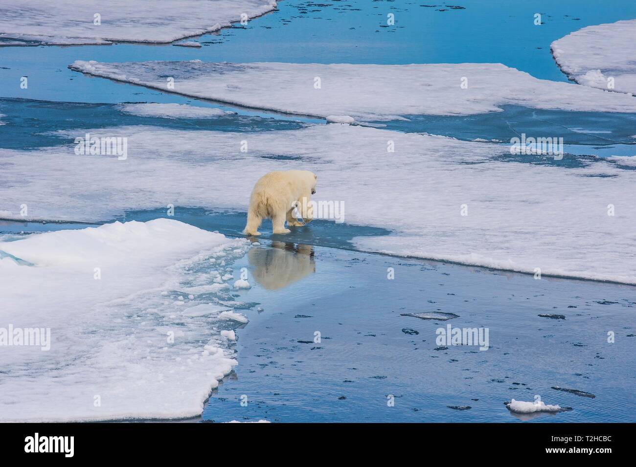 Eisbär (Ursus maritimus) laufen über Eisschollen, Arktis, Svalbard, Norwegen Stockfoto