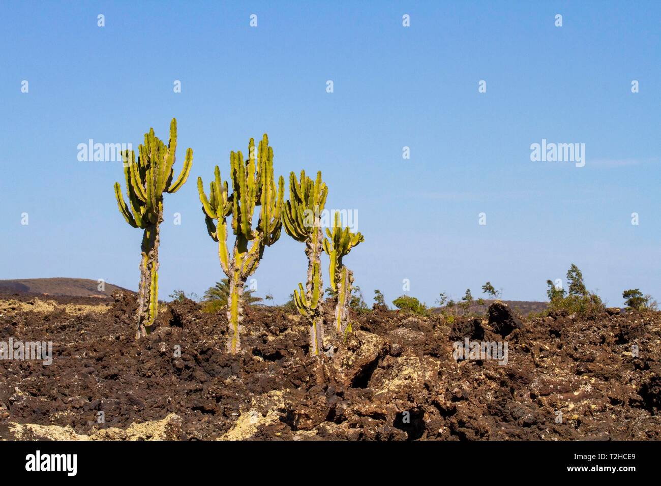 Kanaren Wolfsmilch (Euphorbia canariensis) im Lavafeld, Mancha Blanca, Lanzarote, Kanaren, Spanien Stockfoto