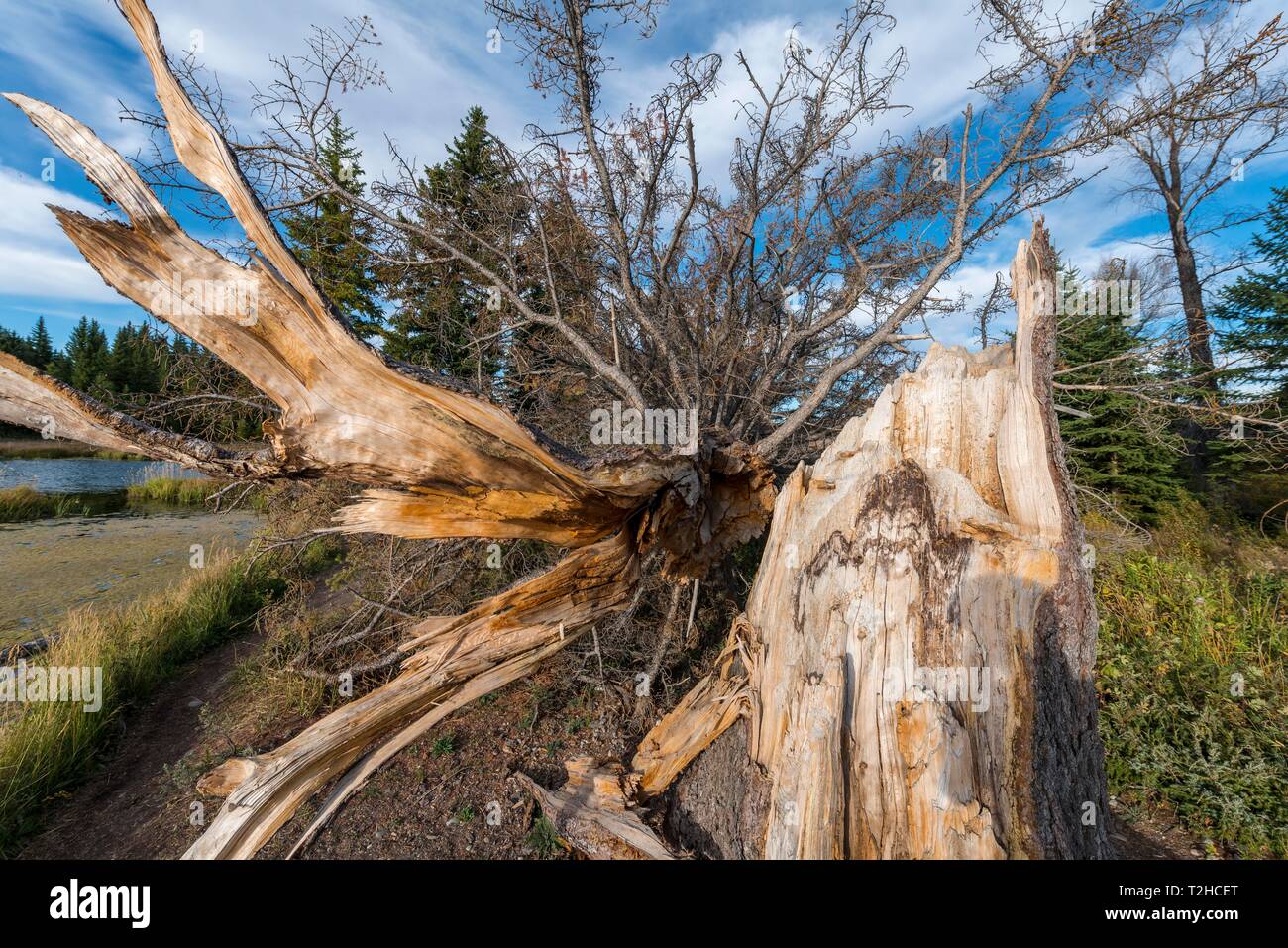 Gefallenen Baum, Grand Tonne National Park, Wyoming, USA Stockfoto