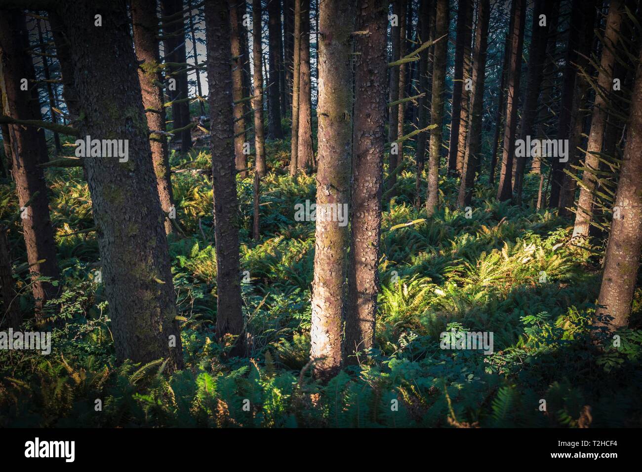 Wald, Sonne scheint auf Baumstämmen zwischen Farne (Tracheophyta), Oregon, USA Stockfoto