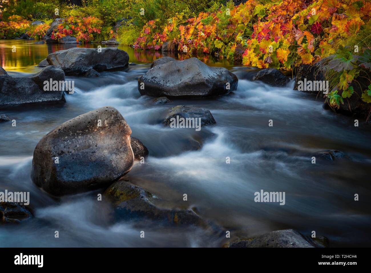 Herbst Vegetation auf den McCloud River, bunte Blätter, langfristige Foto, Siskiyou County, Kalifornien, USA Stockfoto