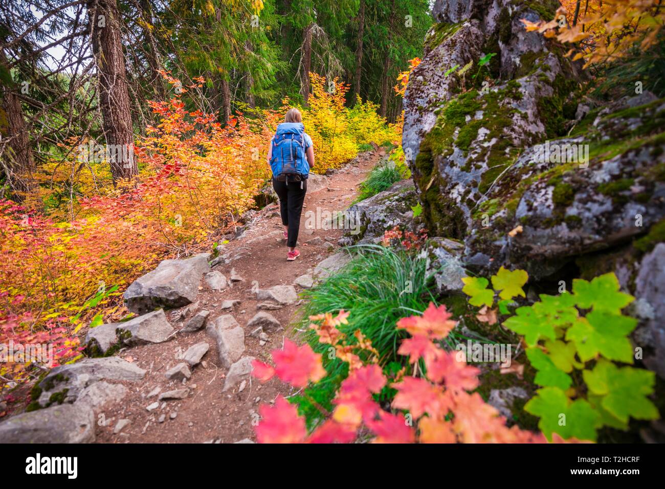 Weibliche Wanderer auf einem Wanderweg in den Wald zu Marion See, bunten Farben des Herbstes, Grand Tonne Nationalpark, Oregon, USA Stockfoto