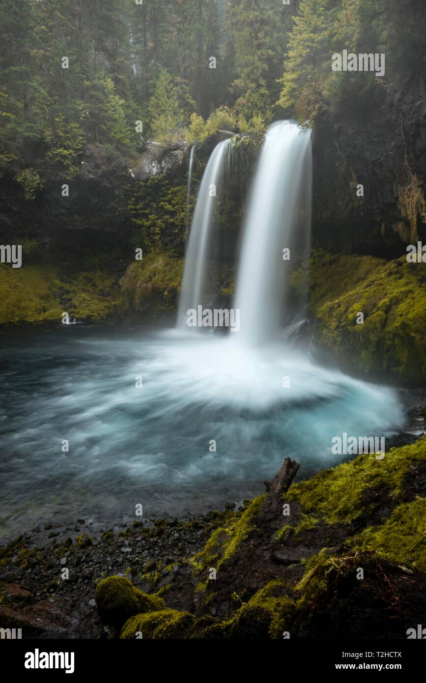 Wasserfall in der dichten Vegetation, Koosah fällt, Oregon, USA Stockfoto