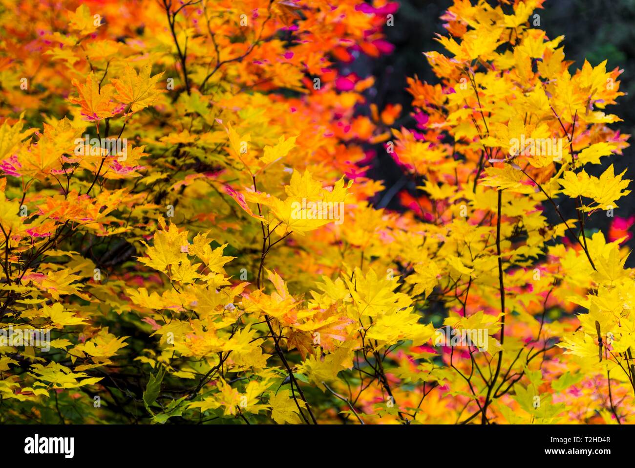 Indian Summer, gelb, orange und rote Blätter eines Ahorn (Acer), herbstliche Farben, Oregon, USA Stockfoto