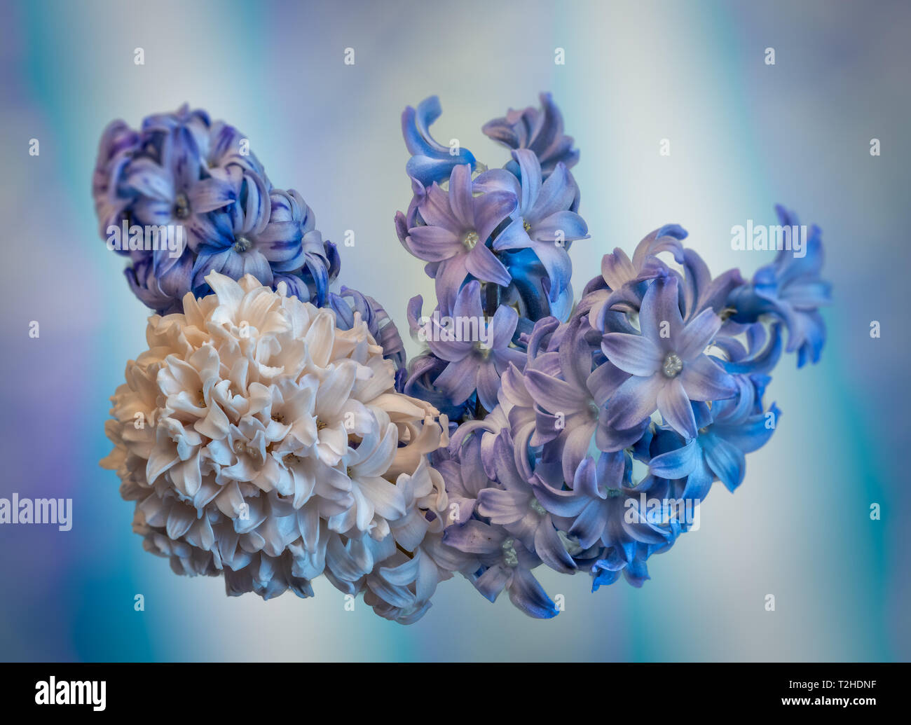 Kunst Stillleben lebhaften farbigen Makro von vier isolierte Weiß Violett Blau Hyazinthe Dolden/Blüten auf Blau strukturierten Hintergrund Stockfoto