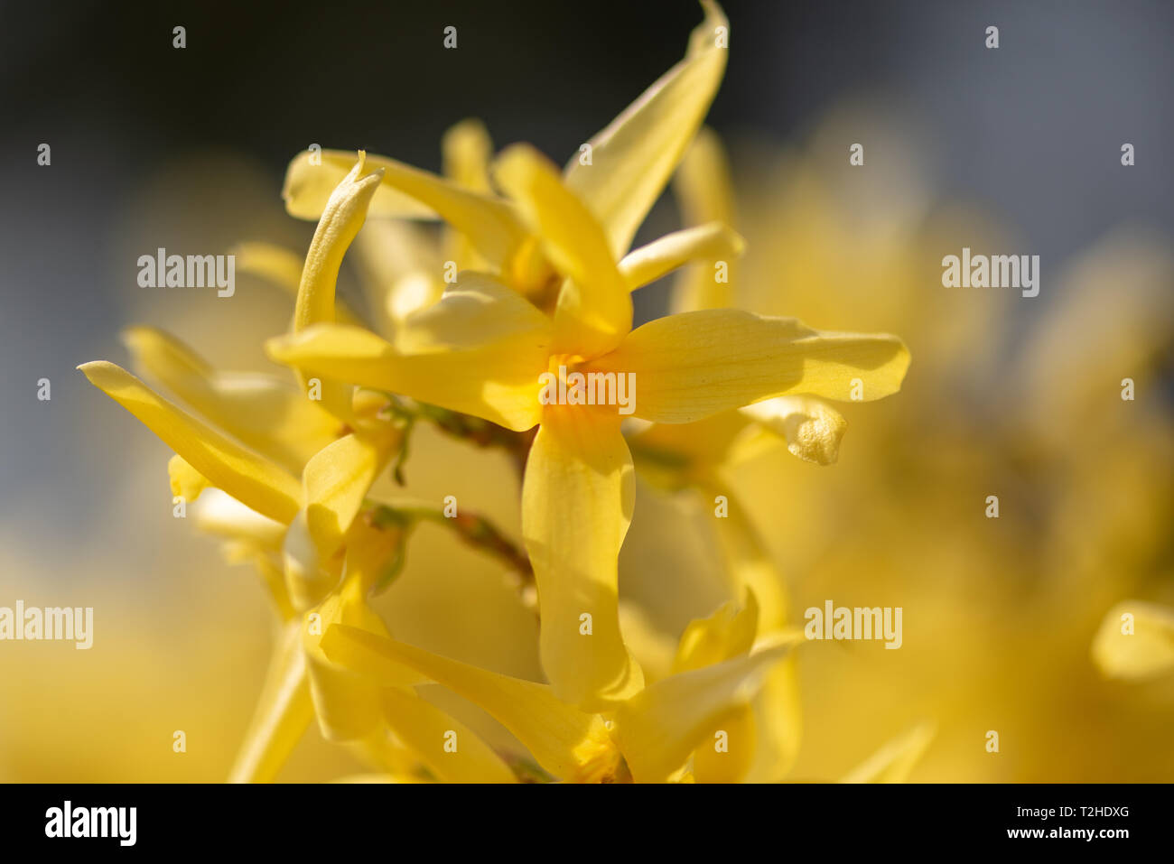 Natürliche bunte outdoor Makro von frischen Blüten von einem gelben Forsythia mit verschwommenen Hintergrund und Vordergrund auf einem hellen, sonnigen Frühling Stockfoto