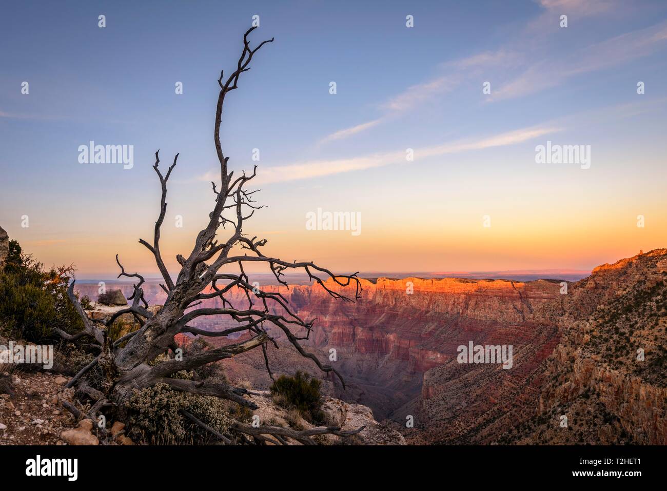 Tot getrocknet Baum vor Canyon Landschaft, Schlucht des Grand Canyon bei Sonnenuntergang, Colorado River, Ansicht von Lipan Point, erodierten Felsformationen Stockfoto