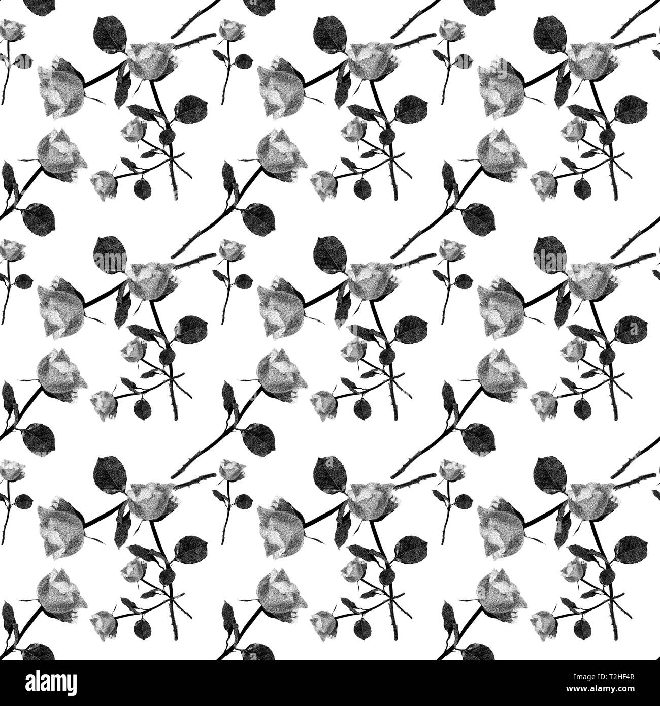 Tapeten, Geschenkpapier, nahtlose Muster, Rosen schwarz-weiß, Hintergrund weiß, Deutschland Stockfoto