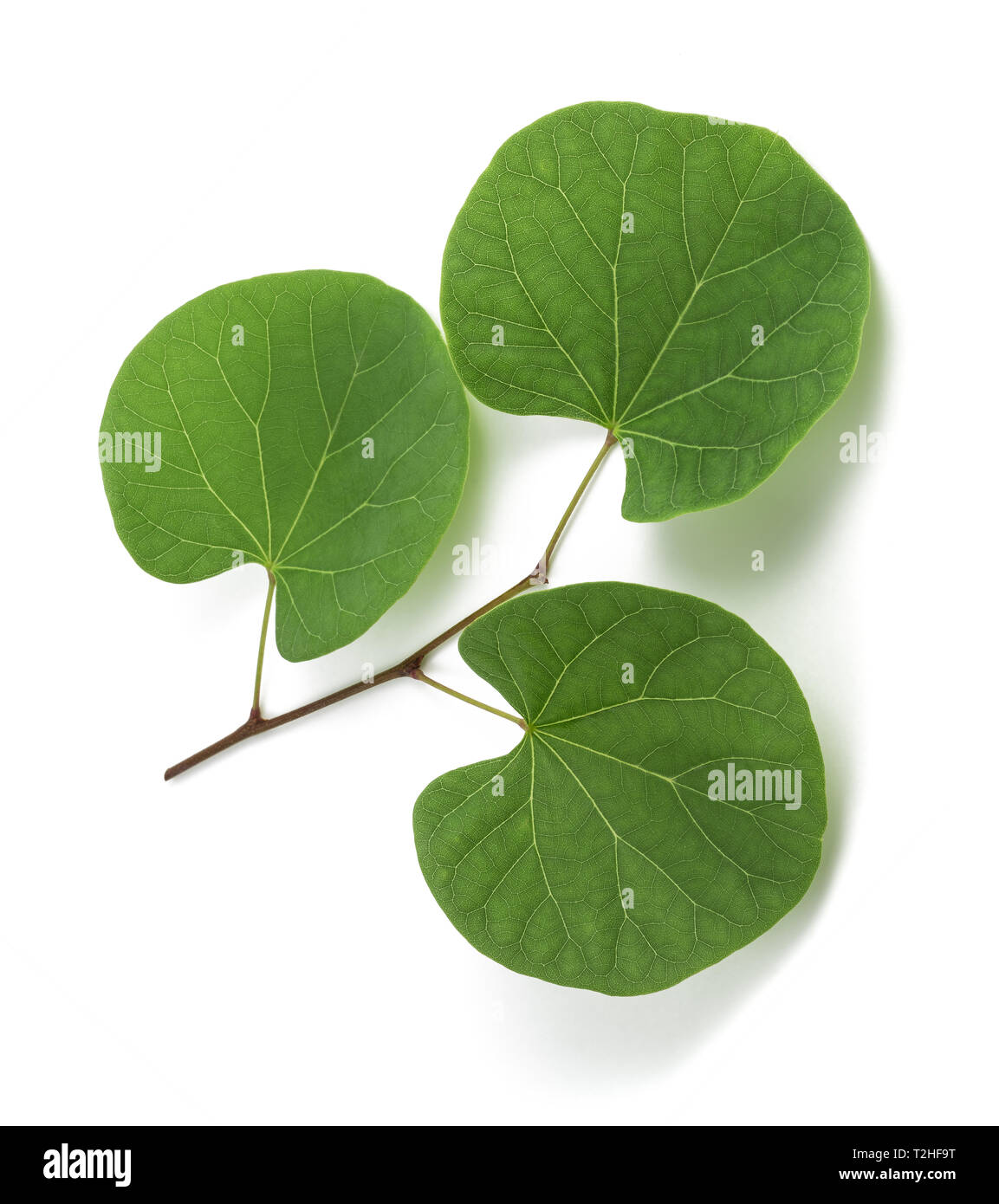 Cercis siliquastrum (Judas tree) Ast mit Blätter isoliert auf weißem Stockfoto