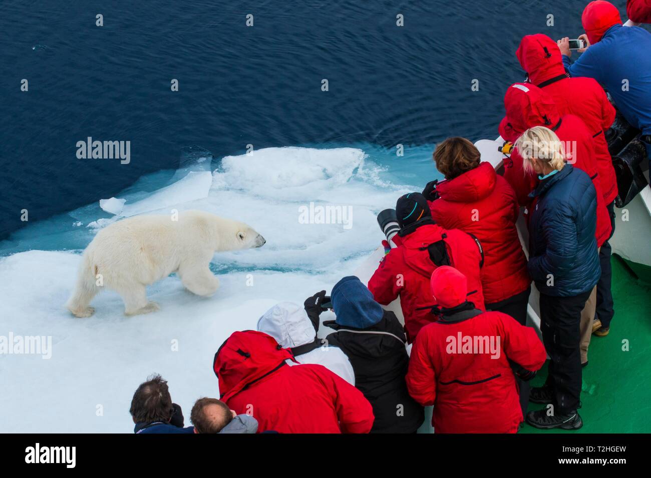Touristen, die auf einem Schiff in der Nähe gerade ein Eisbär (Ursus maritimus) auf einer Eisscholle, Arktis, Svalbard, Norwegen Stockfoto