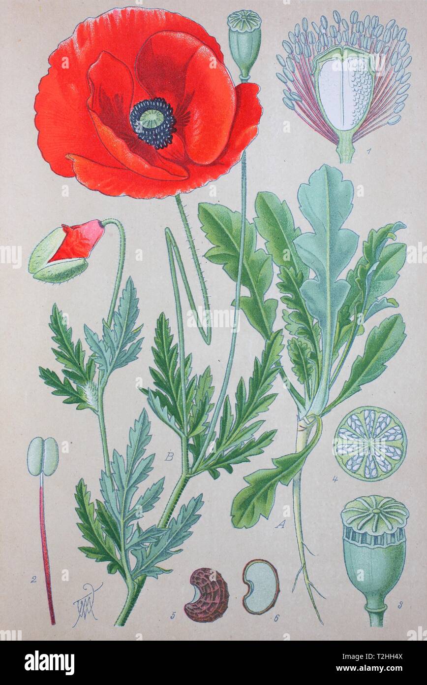Mais Mohn (Papaver rhoeas), historische Abbildung von 1885, Deutschland Stockfoto