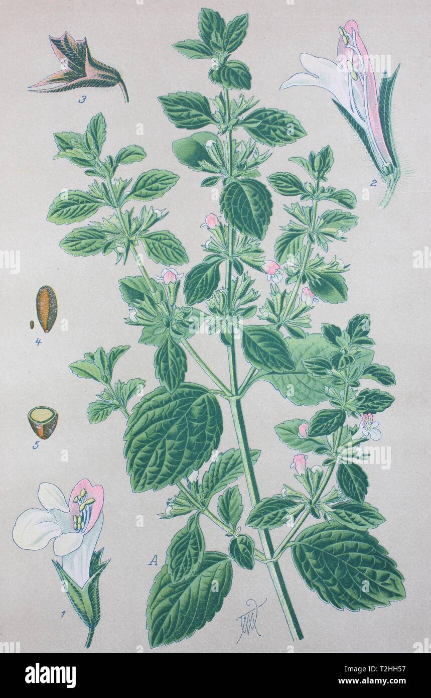 Zitronenmelisse (Melissa officinalis), historische Abbildung von 1885, Deutschland Stockfoto