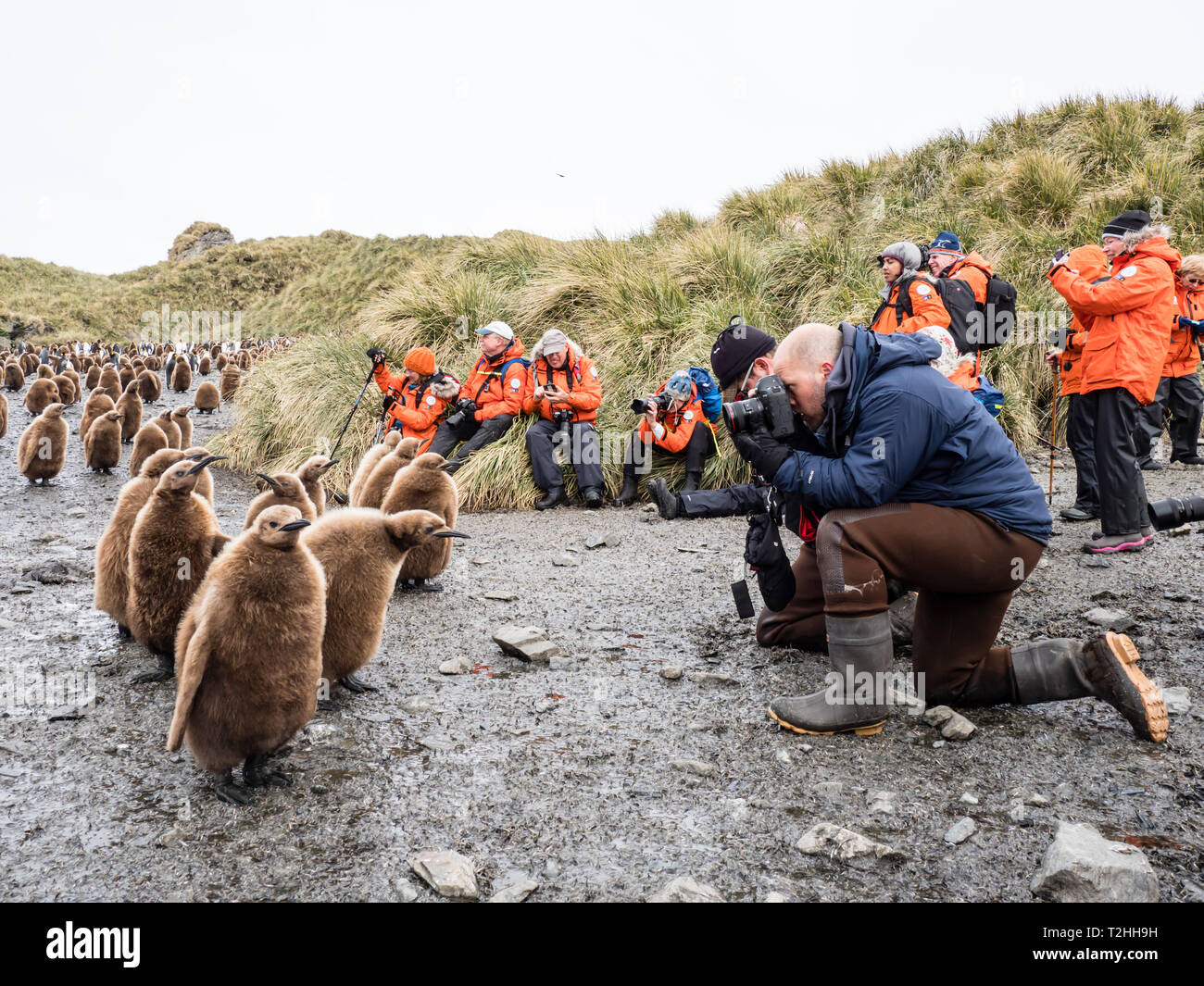 Touristen fotografieren Königspinguin Küken an der Salisbury Plain, South Georgia Island in der Antarktis Stockfoto