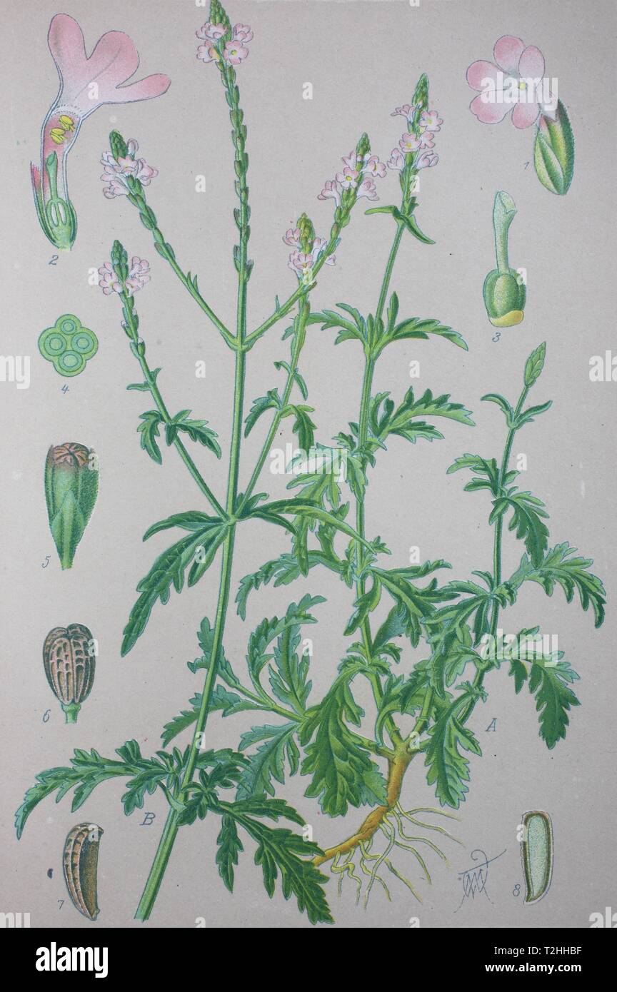 Gemeinsame Eisenkraut (Verbena officinalis), historische Abbildung von 1885, Deutschland Stockfoto