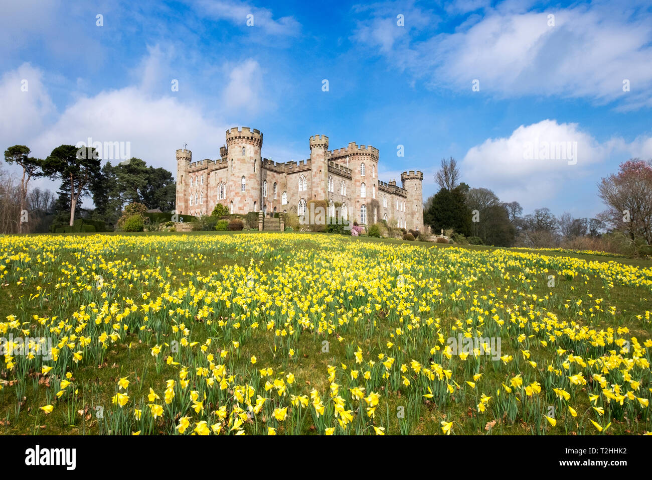 Narzissen im Cholmondeley Castle in Cheshire, England, Vereinigtes Königreich Stockfoto