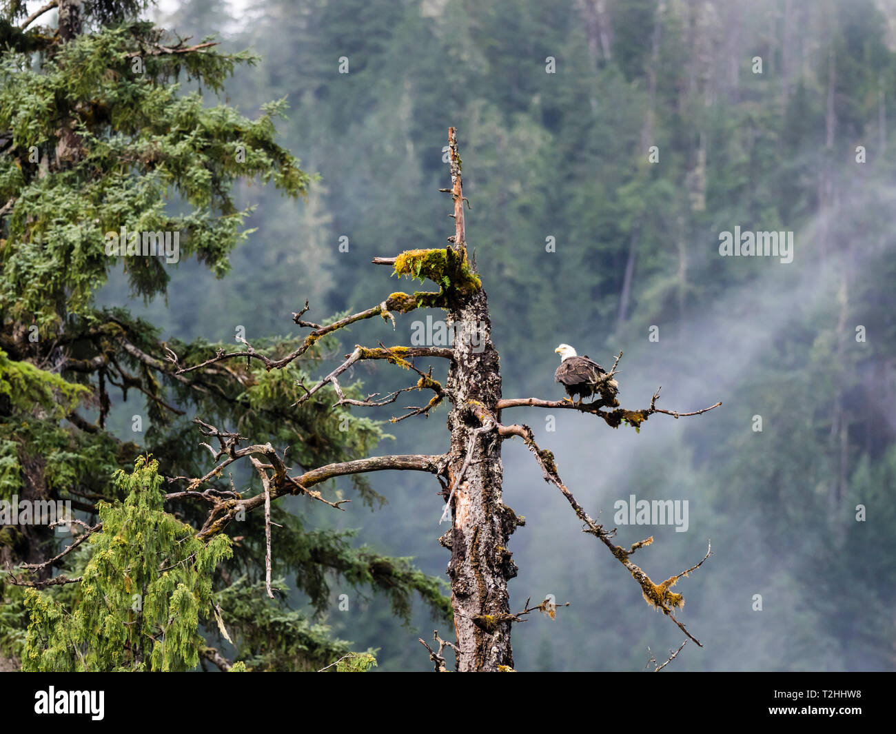 Nach der Weißkopfseeadler, Haliaeetus leucocephalus, Misty Fjords National Monument, Southeast Alaska, Vereinigte Staaten von Amerika Stockfoto