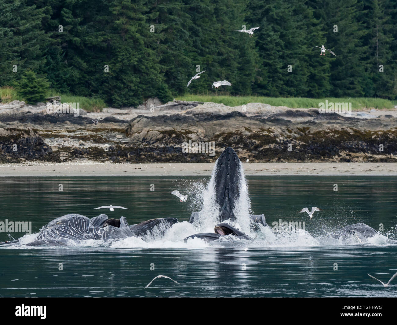Buckelwale, Megaptera novaeangliae, kooperativ bubble-Netz in Chatham Strait, Alaska, Vereinigte Staaten von Amerika Stockfoto