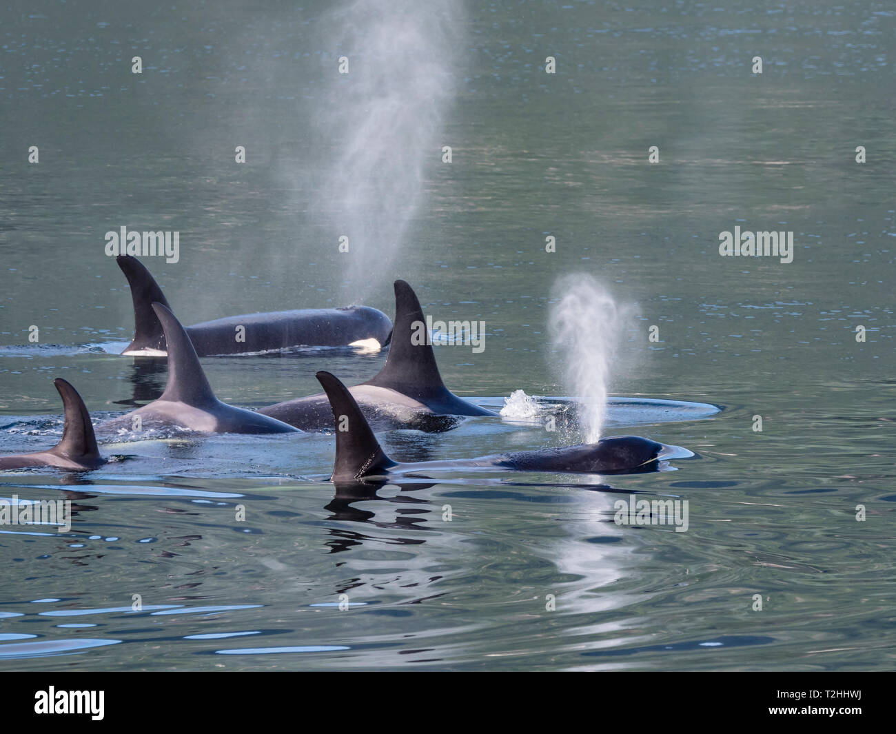 Resident Killer Whale, Orcinus orca, Surfacing in Chatham Strait, Southeast Alaska, Vereinigte Staaten von Amerika Stockfoto
