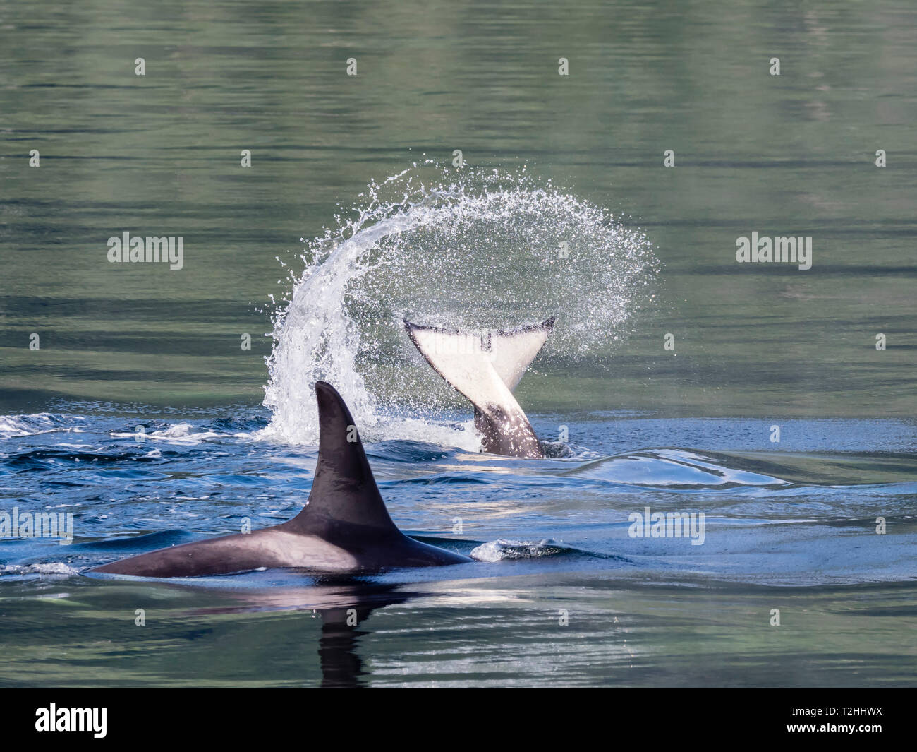 Resident Killer Whale, Orcinus orca, Schwanz werfen in Chatham Strait, Southeast Alaska, Vereinigte Staaten von Amerika Stockfoto