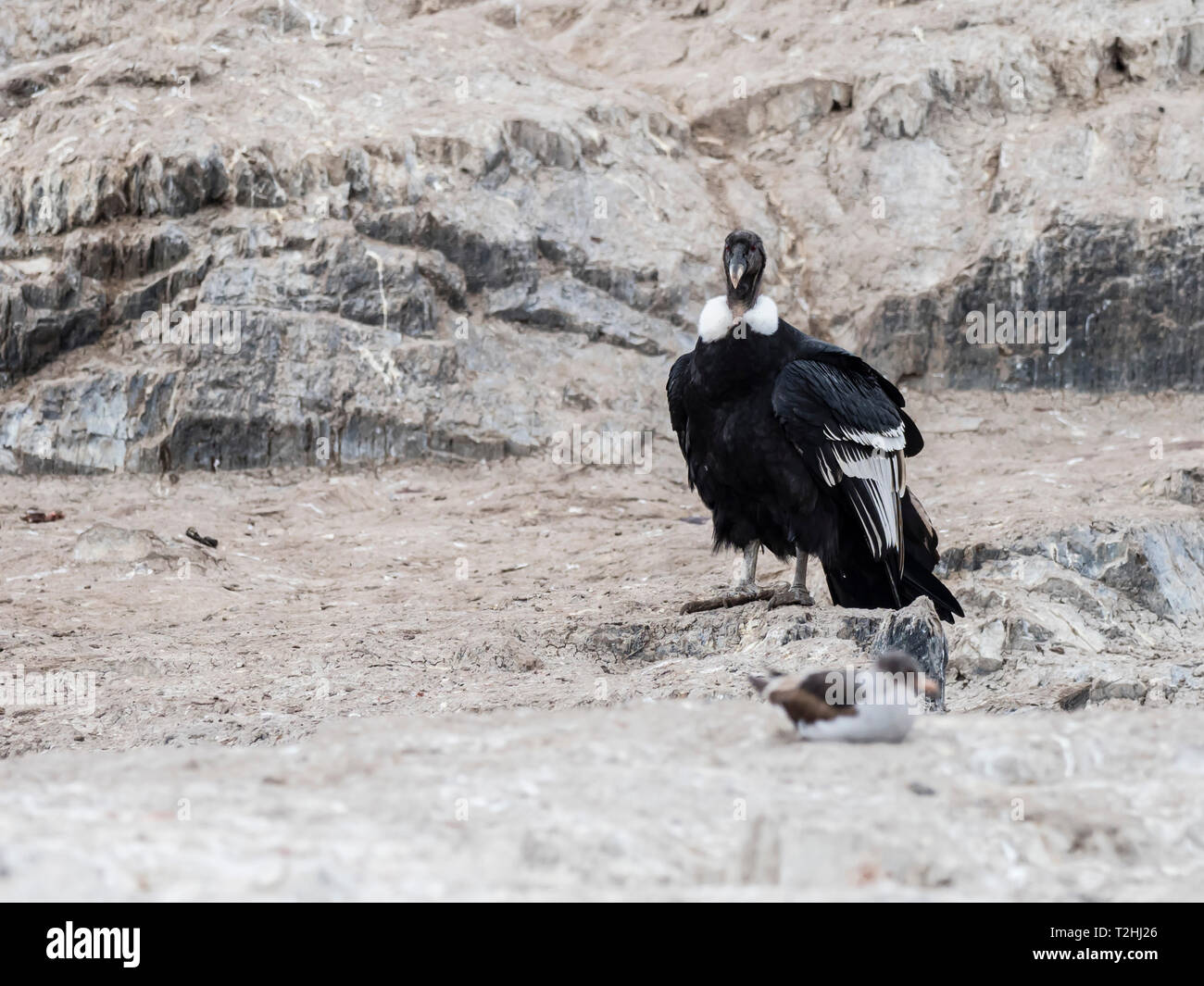 Ein erwachsenes Weibchen Andenkondor, Vultur gryphus, auf kleinen Inselchen im Beagle Kanal, Ushuaia, Argentinien, Südamerika Stockfoto