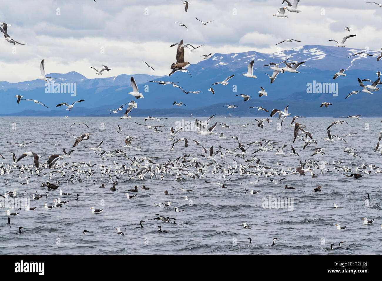 Nach chilenischen Skua, Eulen sp., belästigend Kelp Möwen zu zwingen, Sodbrennen, Beagle Kanal, Argentinien, Südamerika Stockfoto