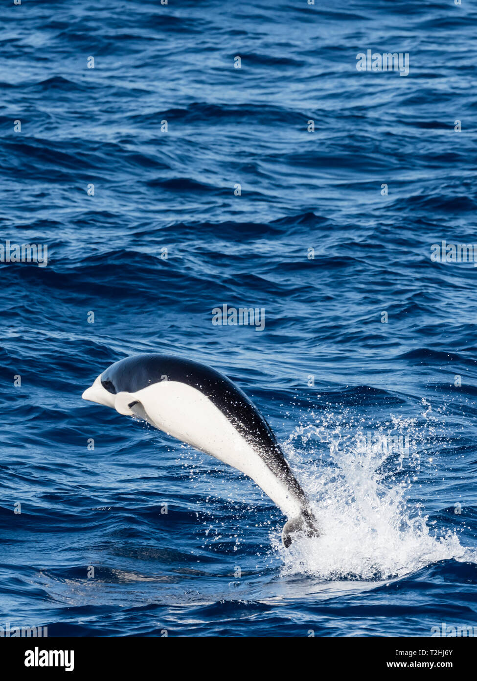 Ein erwachsener Southern Right Whale dolphin, Lissodelphis peronii bei hoher Geschwindigkeit unterwegs, im südlichen Atlantik. Stockfoto