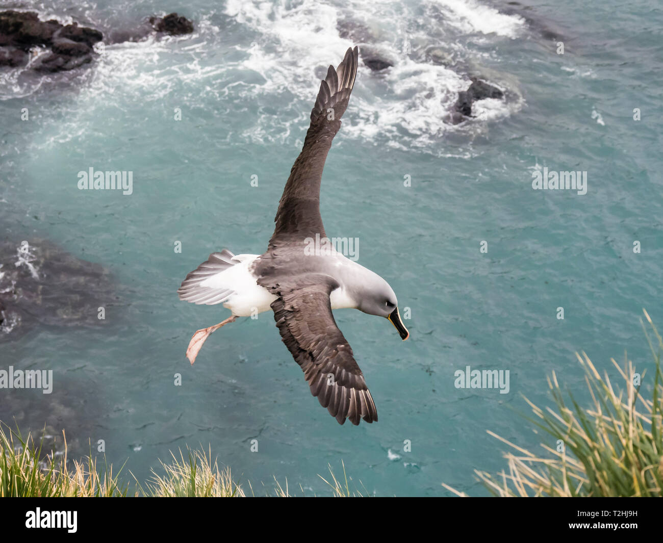 Nach Graukopfalbatros, Thalassarche chrysostoma, Rückkehr zum Nest site an Elsehul, South Georgia Island, Atlantik Stockfoto