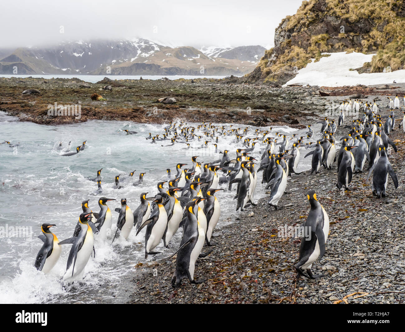 Nach König Pinguine Aptenodytes patagonicus, verlassen das Meer nach der Fütterung in der Right Whale Bay, South Georgia Island, Atlantik Stockfoto