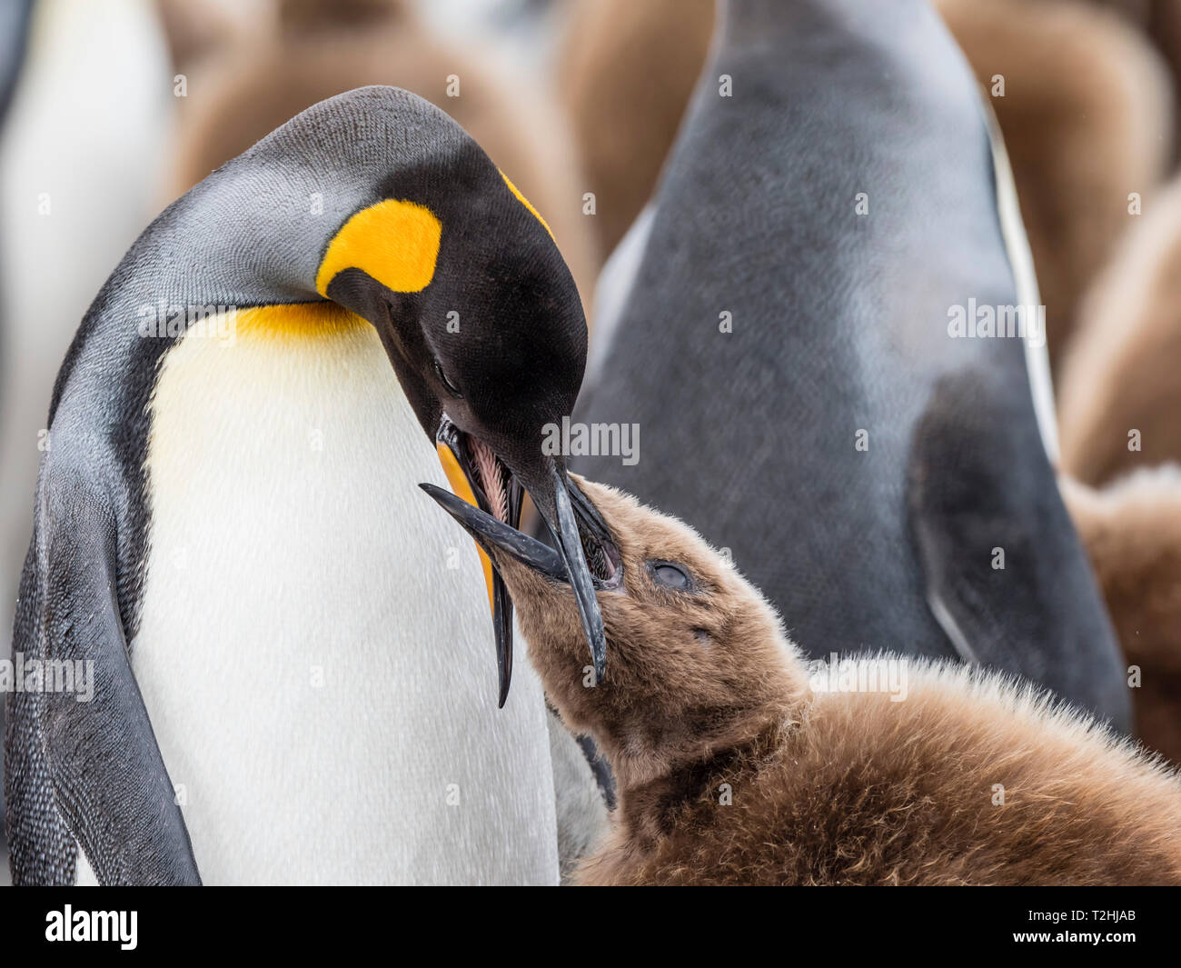 Nach König Pinguin, Aptenodytes patagonicus, Fütterung oakum junge Küken an der Salisbury Plains, South Georgia Island, Atlantik Stockfoto