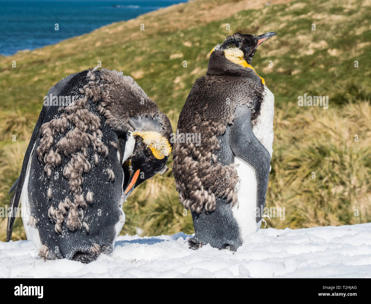 Mauser nach König Pinguine Aptenodytes patagonicus, im Schnee in Grytviken, South Georgia Island, Atlantik Stockfoto